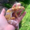 OG Tang x Pacific Green Leopard Gecko Sub Adult - Image 2