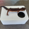 Ash Grey Leopard Gecko humid hide - Image 5
