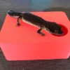 Strawberry Red Leopard Gecko humid hide, dry hide, food bowl, calcium & water dish combo - Image 2