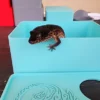 Sky Blue Leopard Gecko humid hide - Image 5