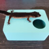 Sky Blue Leopard Gecko humid hide - Image 7