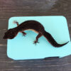 Sky Blue Leopard Gecko humid hide, dry hide, food bowl, calcium & water dish combo - Image 6