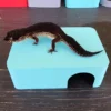 Sky Blue Leopard Gecko humid hide, dry hide, food bowl, calcium & water dish combo - Image 5