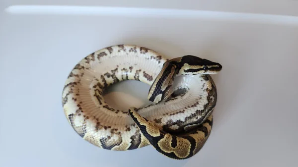 Female Normal Het Puzzle Ball Python