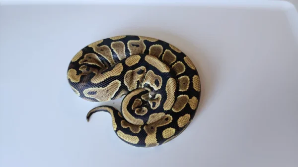 Female Normal Het Puzzle Ball Python - Image 2