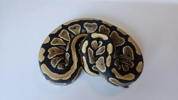 Female Normal Het Puzzle Ball Python