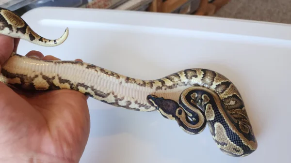 Female Normal Het Puzzle Ball Python - Image 2