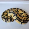 Male Pastel Het Puzzle Ball Python