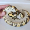 Male Pastel Het Puzzle Ball Python - Image 2