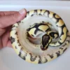 Female Pastel Yellow Belly Het Puzzle Ball Python - Image 2