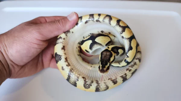 Female Pastel Yellow Belly Het Puzzle Ball Python - Image 2