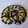 Male Pastel Het Puzzle Ball Python - Image 2