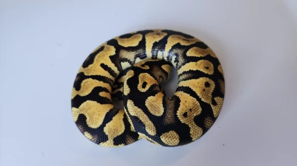 Male Pastel Het Puzzle Ball Python - Image 2