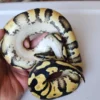 Male Pastel Het Puzzle Ball Python
