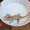 Orange Blotched Gargoyle Gecko