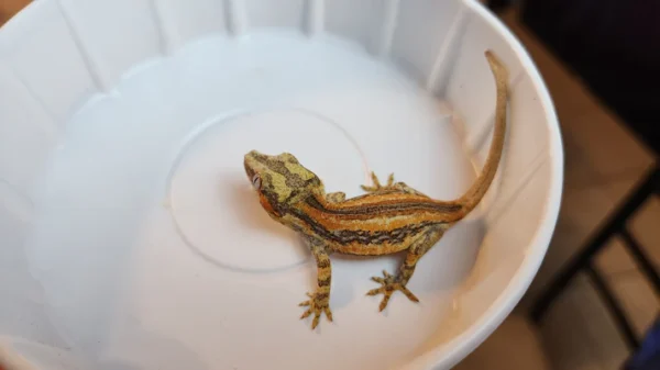 6 Stripe Red Stripe/Blotched Gargoyle Gecko (Heavy Pattern!)