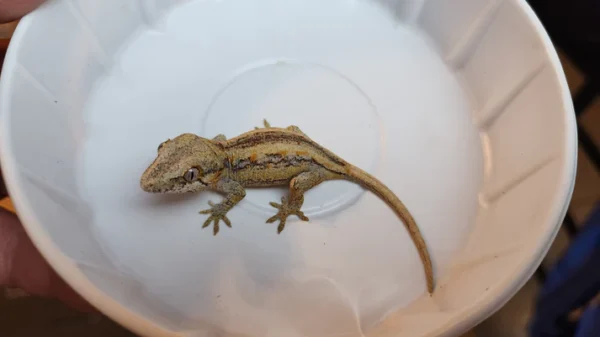 Orange Blotched/Striped Gargoyle Gecko