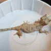 Orange Blotched Gargoyle Gecko