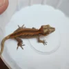 Red Stripe/Blotched Reticulated Gargoyle Gecko