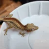 Red Striped Gargoyle Gecko
