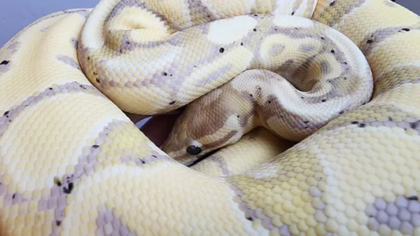 Male Banana Vanilla Het Clown Ball Python - Image 4