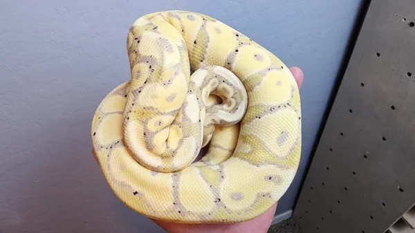 Male Banana Vanilla Het Clown Ball Python - Image 3