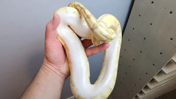 Male Banana Vanilla Het Clown Ball Python - Image 2