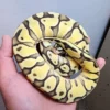 Female Super Pastel Enchi Het Clown Ball Python