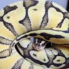 Female Super Pastel Enchi Het Clown Ball Python - Image 3