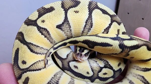 Female Super Pastel Enchi Het Clown Ball Python - Image 3