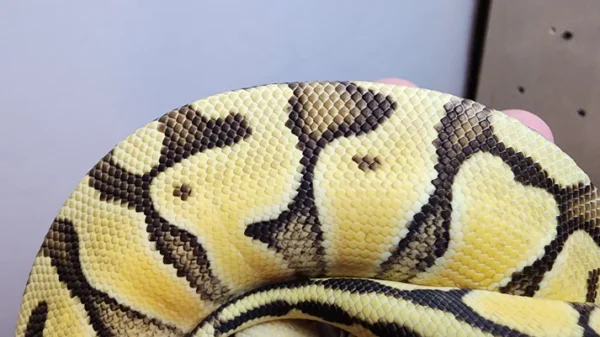 Female Super Pastel Enchi Het Clown Ball Python - Image 4