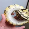 Female Super Pastel Enchi Het Clown Ball Python - Image 2