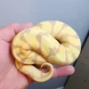 Female Banana Enchi Ball Python - Image 4