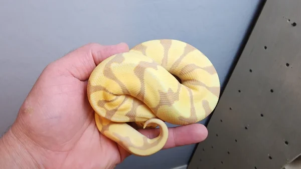Female Banana Enchi Ball Python - Image 4