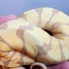 Female Banana Enchi Ball Python - Image 5