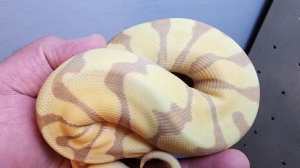 Female Banana Enchi Ball Python - Image 5
