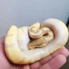 Female Banana Enchi Ball Python - Image 3