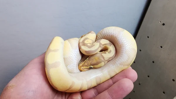 Female Banana Enchi Ball Python - Image 3