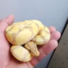 Female Banana Enchi Ball Python - Image 2