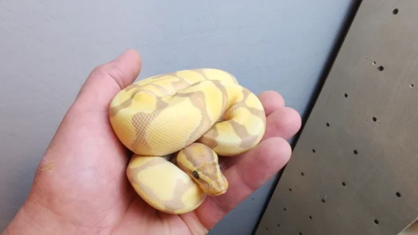 Female Banana Enchi Ball Python - Image 2