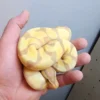 Female Banana Enchi Ball Python
