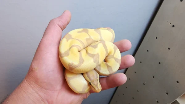 Female Banana Enchi Ball Python