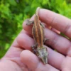 Red/Orange Stripe Gargoyle Gecko - Image 3