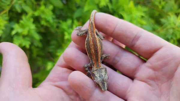 Red/Orange Stripe Gargoyle Gecko - Image 3