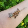 Red/Orange Stripe Gargoyle Gecko - Image 2