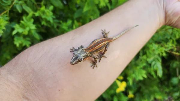 Red/Orange Stripe Gargoyle Gecko - Image 2