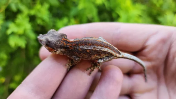 Red/Orange Stripe/Blotch Gargoyle Gecko - Image 3