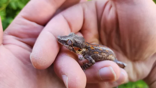 Red/Orange Stripe/Blotch Gargoyle Gecko - Image 2