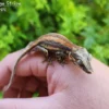 Red/Orange Stripe Gargoyle Gecko