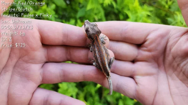 Red/Orange Stripe/Blotch Gargoyle Gecko